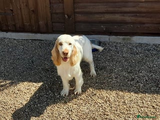 Cocker Spaniel dogs in Warwick - Advert 1