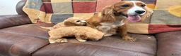 Cavapoo dogs for sale: Beautiful Cavapoo puppies  - Advert 4