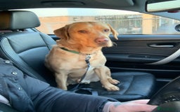 Labrador Retriever dogs for sale: My boy Lenny  - Image 18