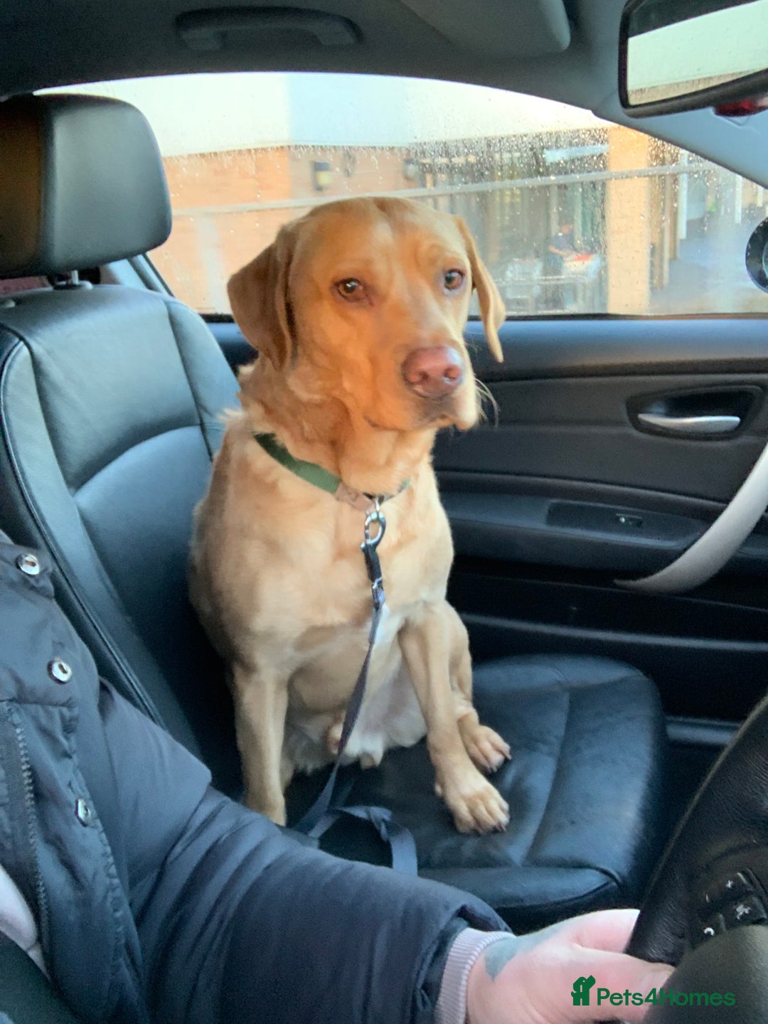 Labrador Retriever dogs for sale: My boy Lenny  - Image 18