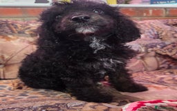 Cockapoo dogs for sale: Stunning mini cockapoo dna checked puppies - Advert 14