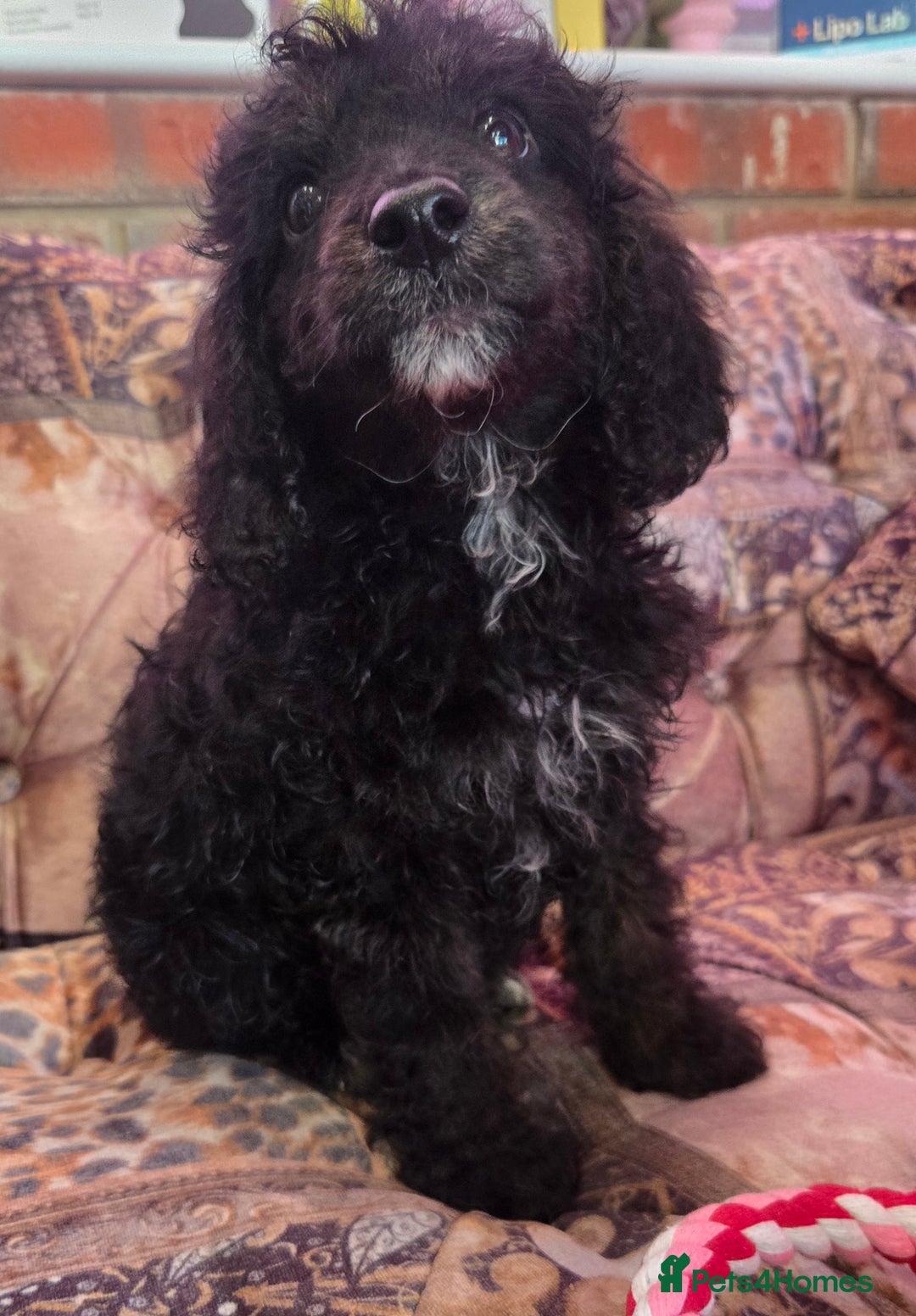 Cockapoo dogs for sale: Stunning mini cockapoo dna checked puppies - Advert 14