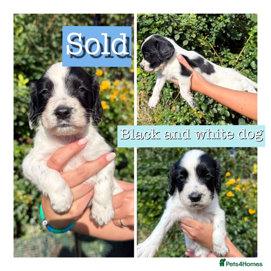 Sprocker dogs for sale: 6 Sprocker Puppies For Sale  - Image 2