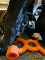 Staffordshire Bull Terrier dogs - Advert 7