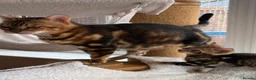 Bengal cats for sale: Bengal Kittens GCCF Registered - Advert 11