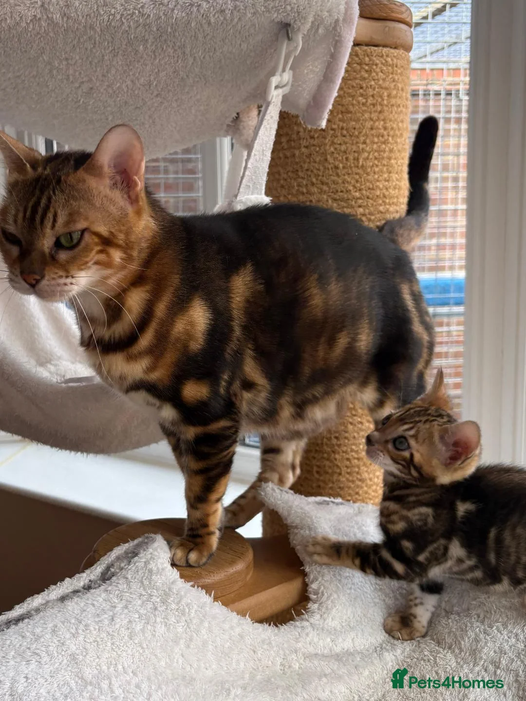 Bengal cats for sale: Bengal Kittens GCCF Registered - Advert 11