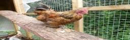 Chickens poultry for sale: Pekin Bantam Cockerels - Advert 13