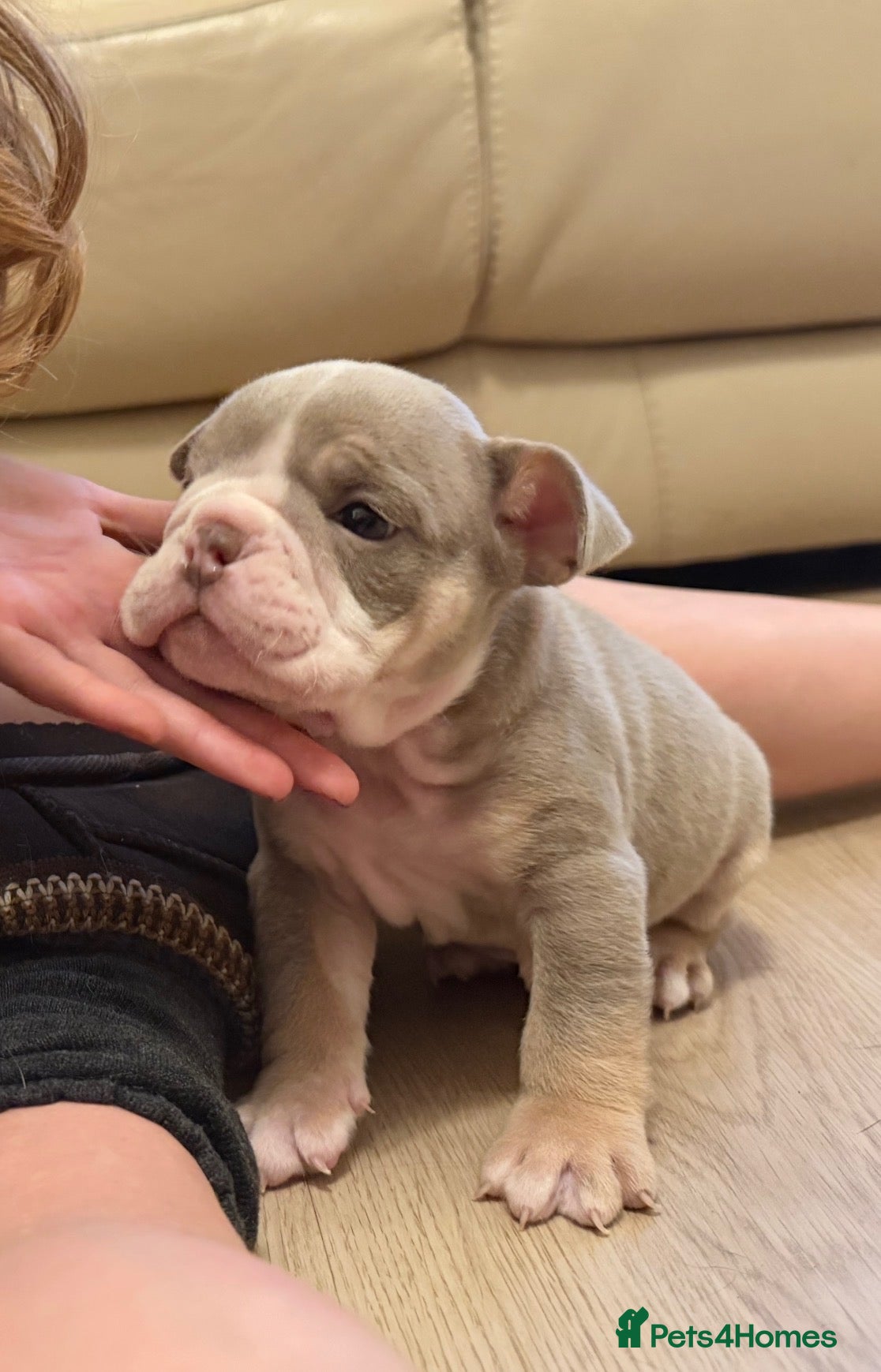 English Bulldog dogs Top tier kc British bulldog  - Advert 13