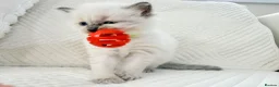 Ragdoll cats for sale: 3 Blue Point Kittens for sale - All Boys!! - Advert 11