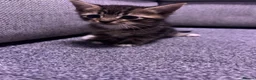 Mixed Breed cats for sale: Beautiful kittens  - Advert 7