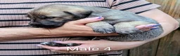 Irish Wolfhound dogs for sale: Irish Wolfhound Puppies  - Advert 8