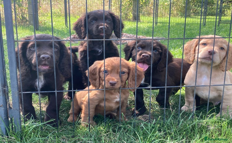 Cocker Spaniel dogs for sale - Advert 4