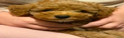 Mixed Breed dogs for sale: ONLY 3 LEFT AVAILABLE. READY TO LEAVE  - Advert 10