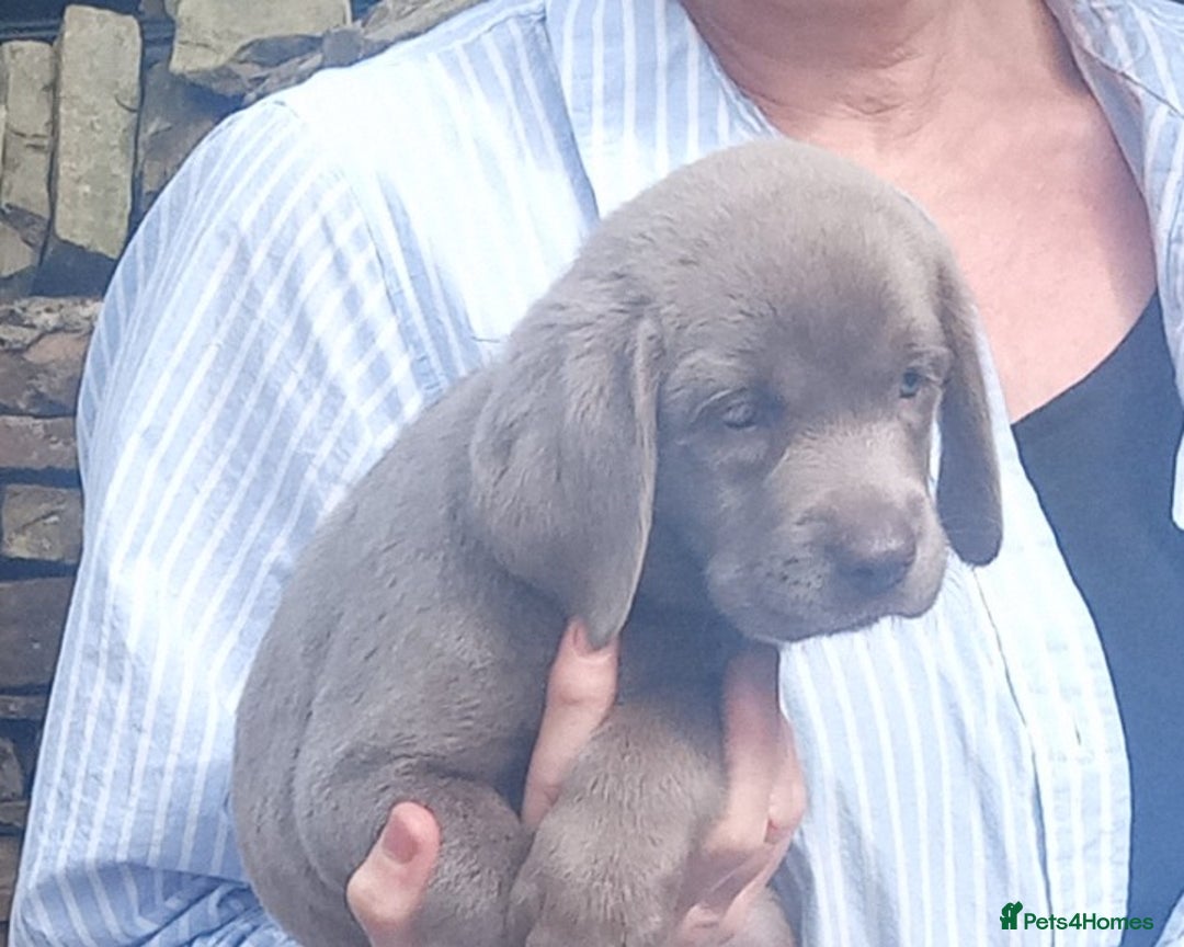 Labrador Retriever dogs for sale: SILVER LABRADOR PUPPIES KC (HIPS 0/0, ELBOWS 0/0) - Image 8