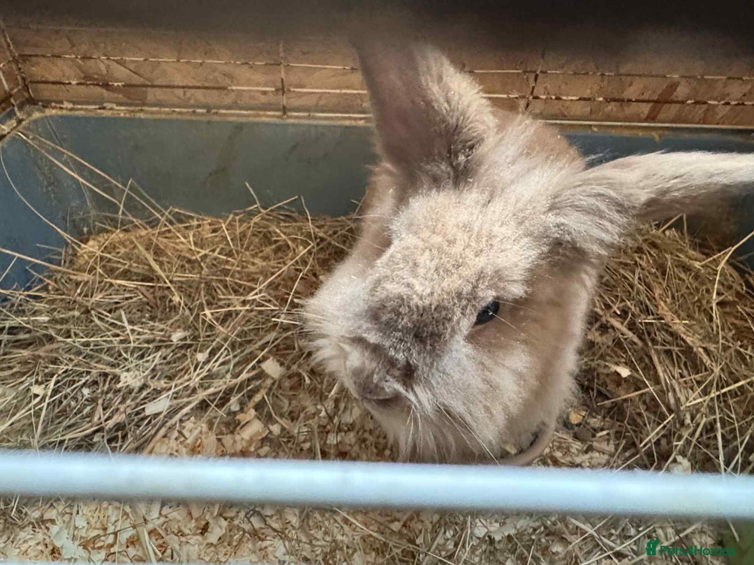 English Lop rabbits for sale: rabbits for sale ready to go  - Image 7