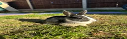 Mixed Breed rabbits for sale: Beautiful Dwarfs lops (Ready to go)  - Advert 12