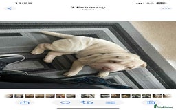 Shar Pei dogs for sale: Shar Pei looking for new home - Image 2