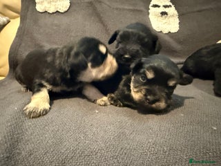 Miniature Schnauzer dogs for sale - Advert 1