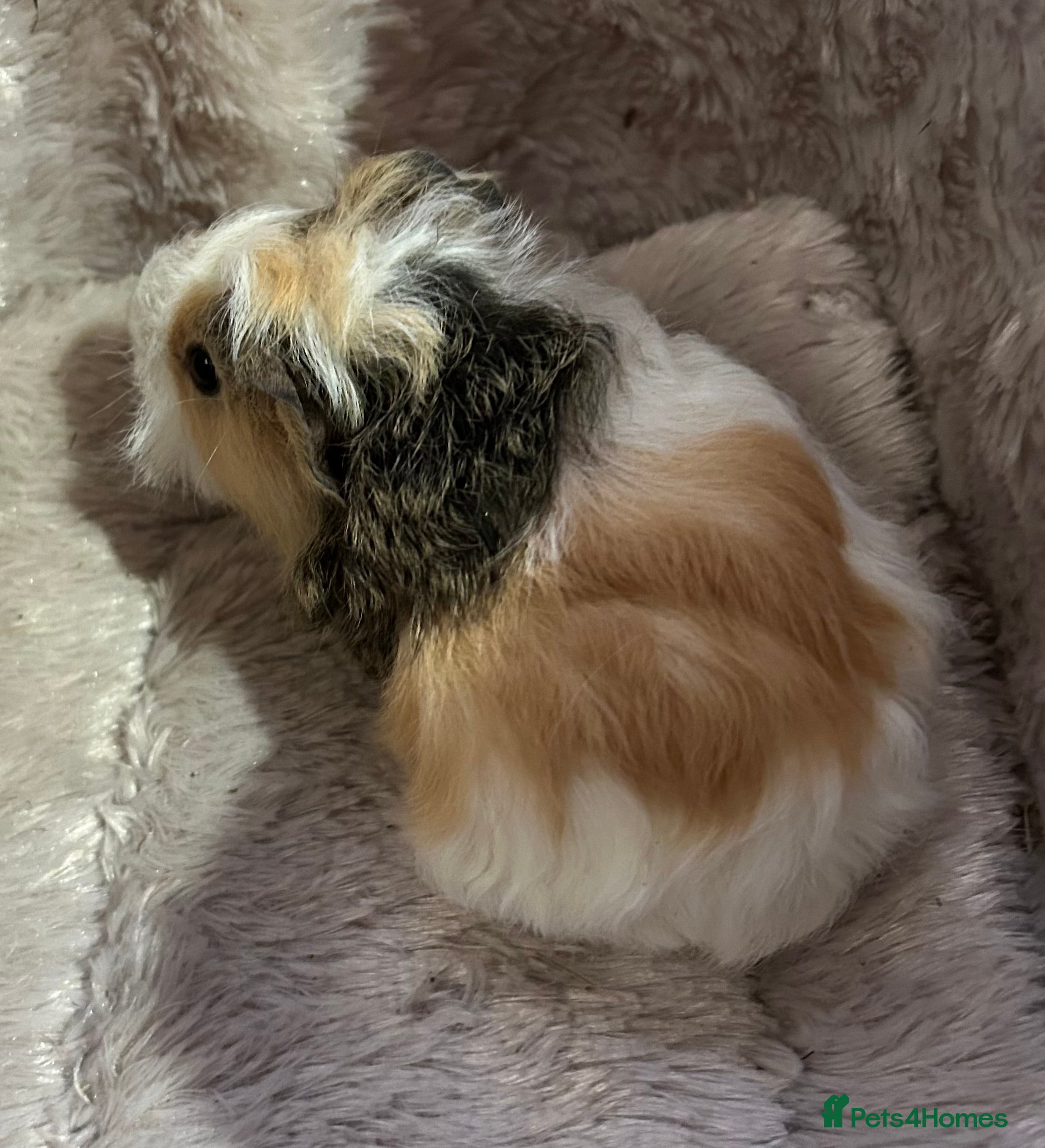 Guinea Pig rodents GORGEOUS BABY GUINEA PIGS - Advert 16