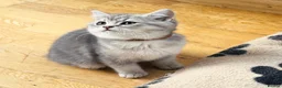 British Shorthair cats for sale: GCCF/TICA British Shorthair Kittens–Champion Lines - Advert 4