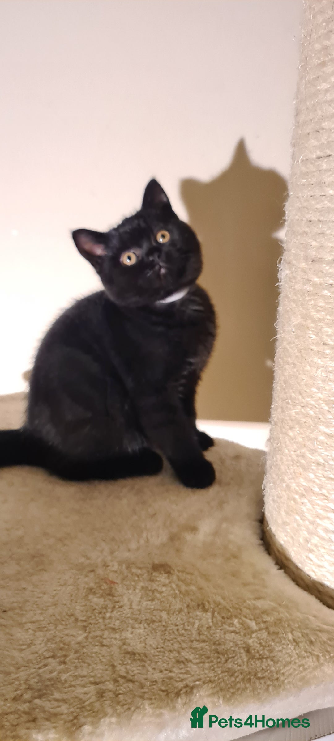 British Shorthair cats for sale: British shorthair black and blue kittens - Advert 28