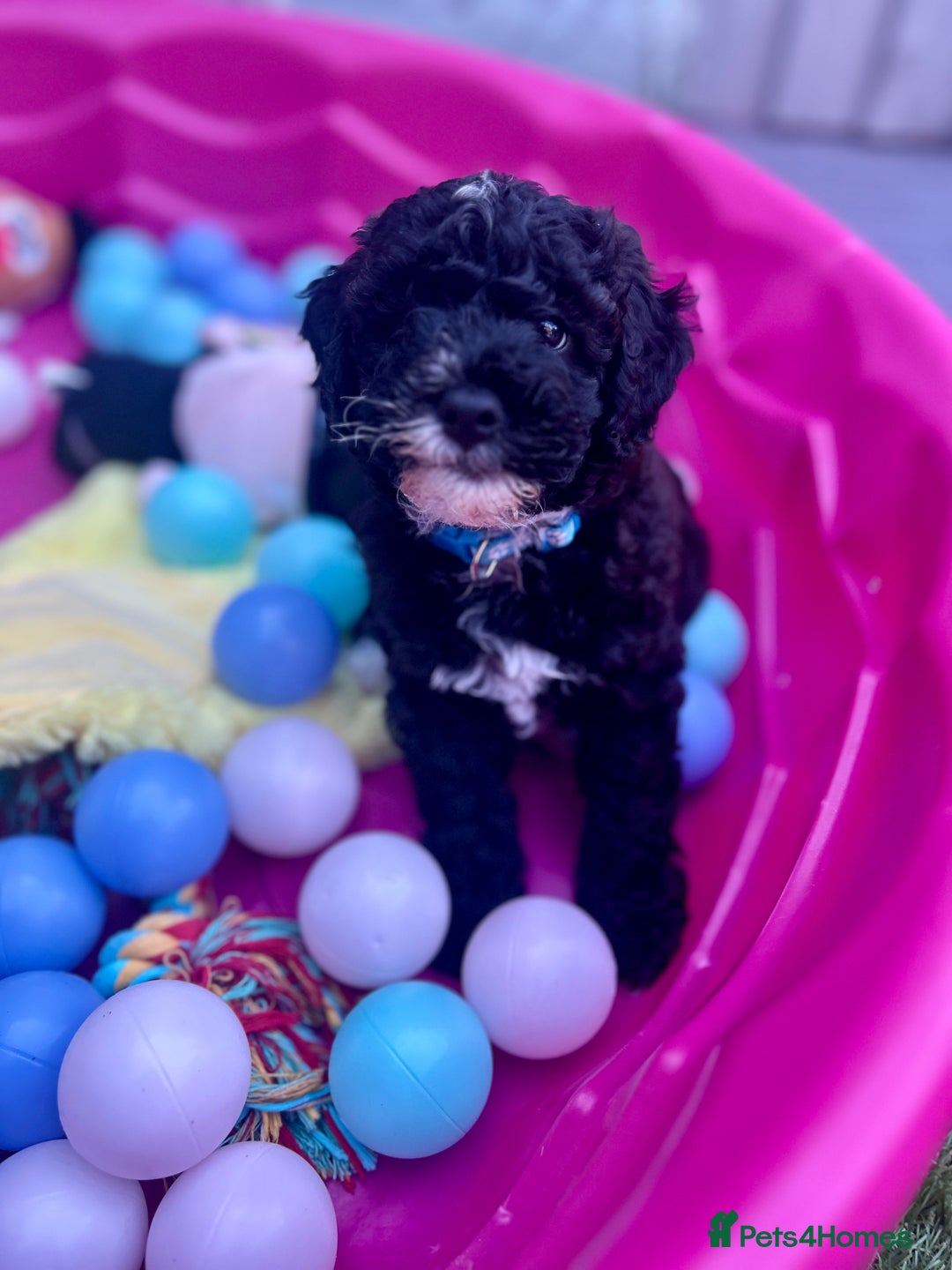 Maltipoo dogs for sale: Stunning F1b Toy Maltipoo puppies  in Bristol - Image 20
