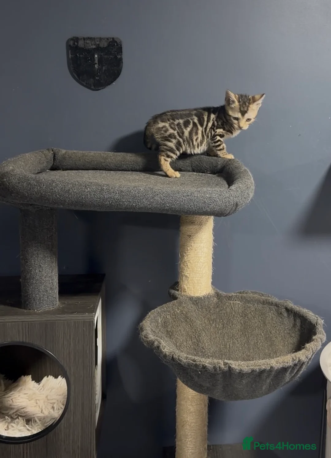 Bengal cats for sale: Bengal kittens  - Advert 5
