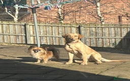 Labrador Retriever dogs for sale: golden lab for sale - Image 2