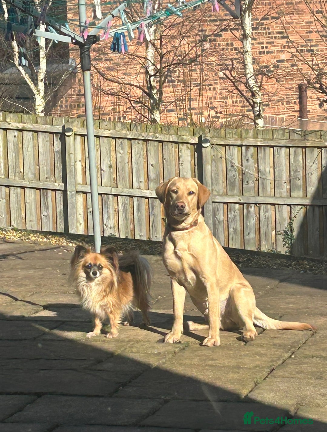 Labrador Retriever dogs for sale: golden lab for sale - Image 2