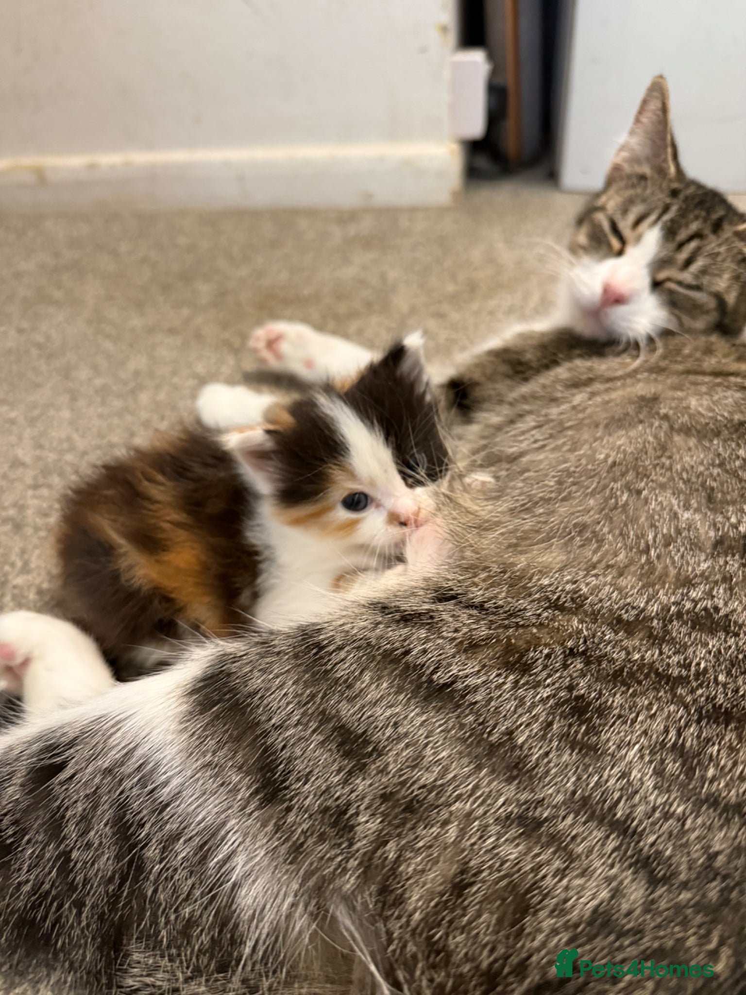 Mixed Breed cats Adorable Mixed Breed Fluffy Kittens - Advert 1