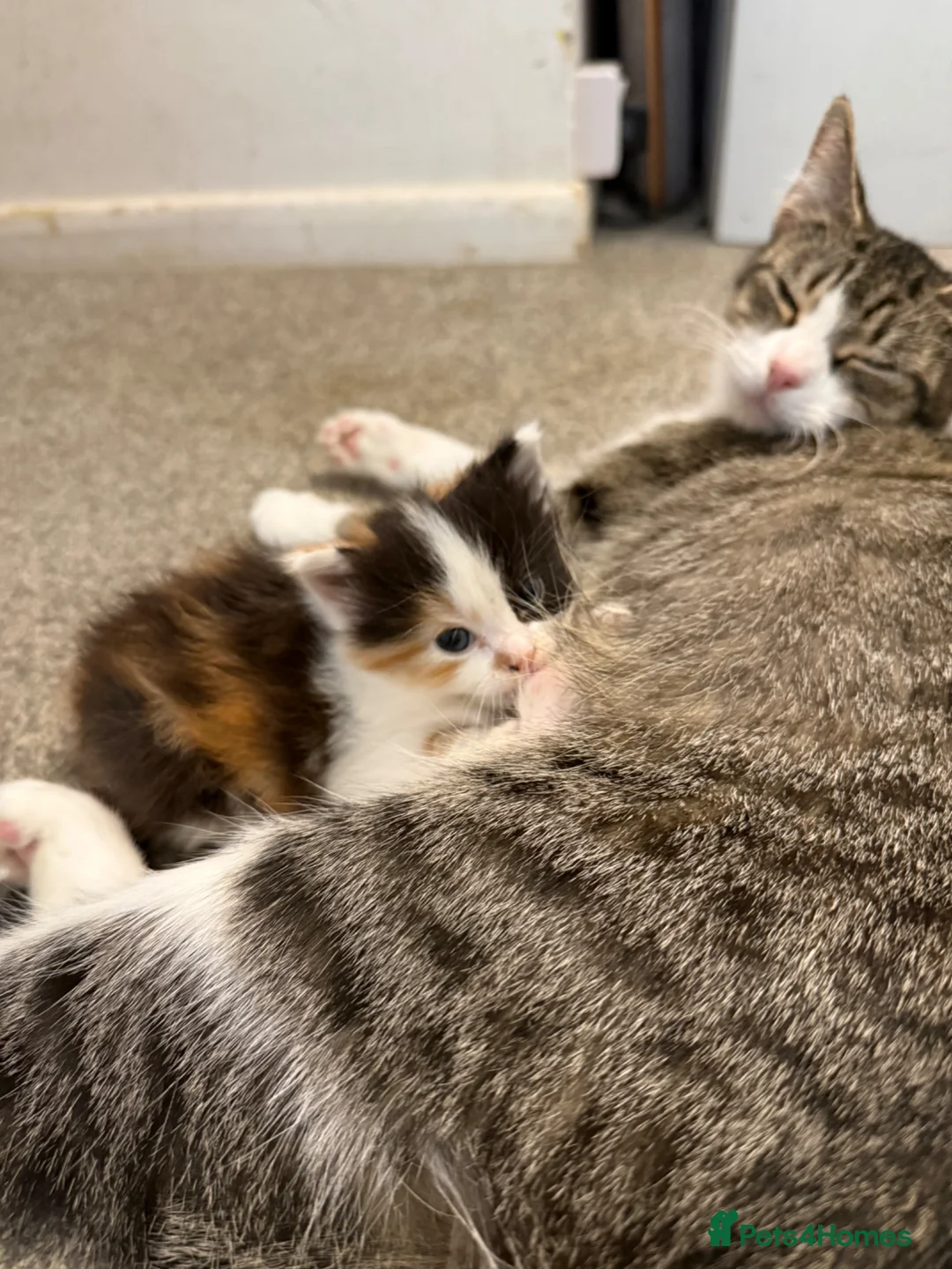 Mixed Breed cats for sale: Adorable Mixed Breed Fluffy Kittens - Advert 1