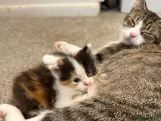 Mixed Breed cats Adorable Mixed Breed Fluffy Kittens - Advert 1