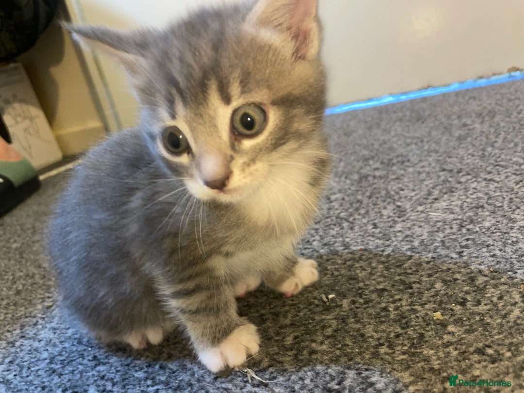 Mixed Breed cats for sale: Mixed grey kittens  - Image 3
