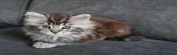 Maine Coon cats for sale: Maine Coon Cross Kittens - Fluffy Grey in Manchester - Advert 6