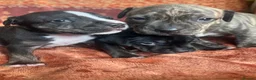 Staffordshire Bull Terrier dogs for sale: Staffordshire Bull Terrier Puppies🐾 - Advert 11
