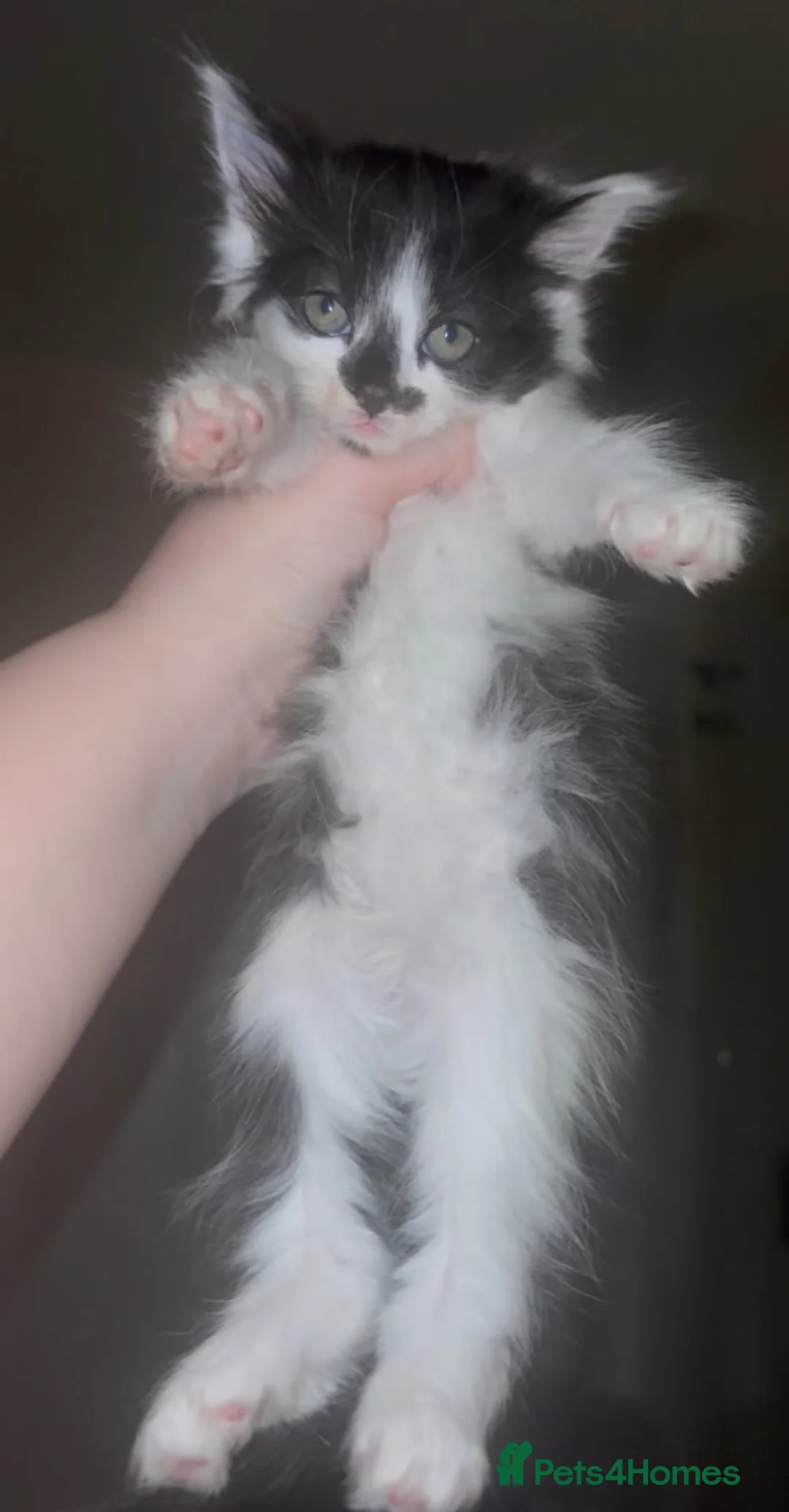 Mixed Breed cats for sale: Fluffy girl kittens long hair sociable and playful - Advert 6