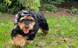 Cocker Spaniel dogs for stud: 100% SHOW TYPE, KC REGISTERED, 100% SUCCESS RATE in Crewe - Image 3