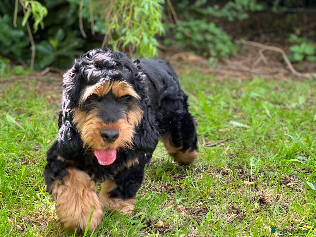 Cocker Spaniel dogs for stud: 100% SHOW TYPE, KC REGISTERED, 100% SUCCESS RATE in Crewe - Image 3