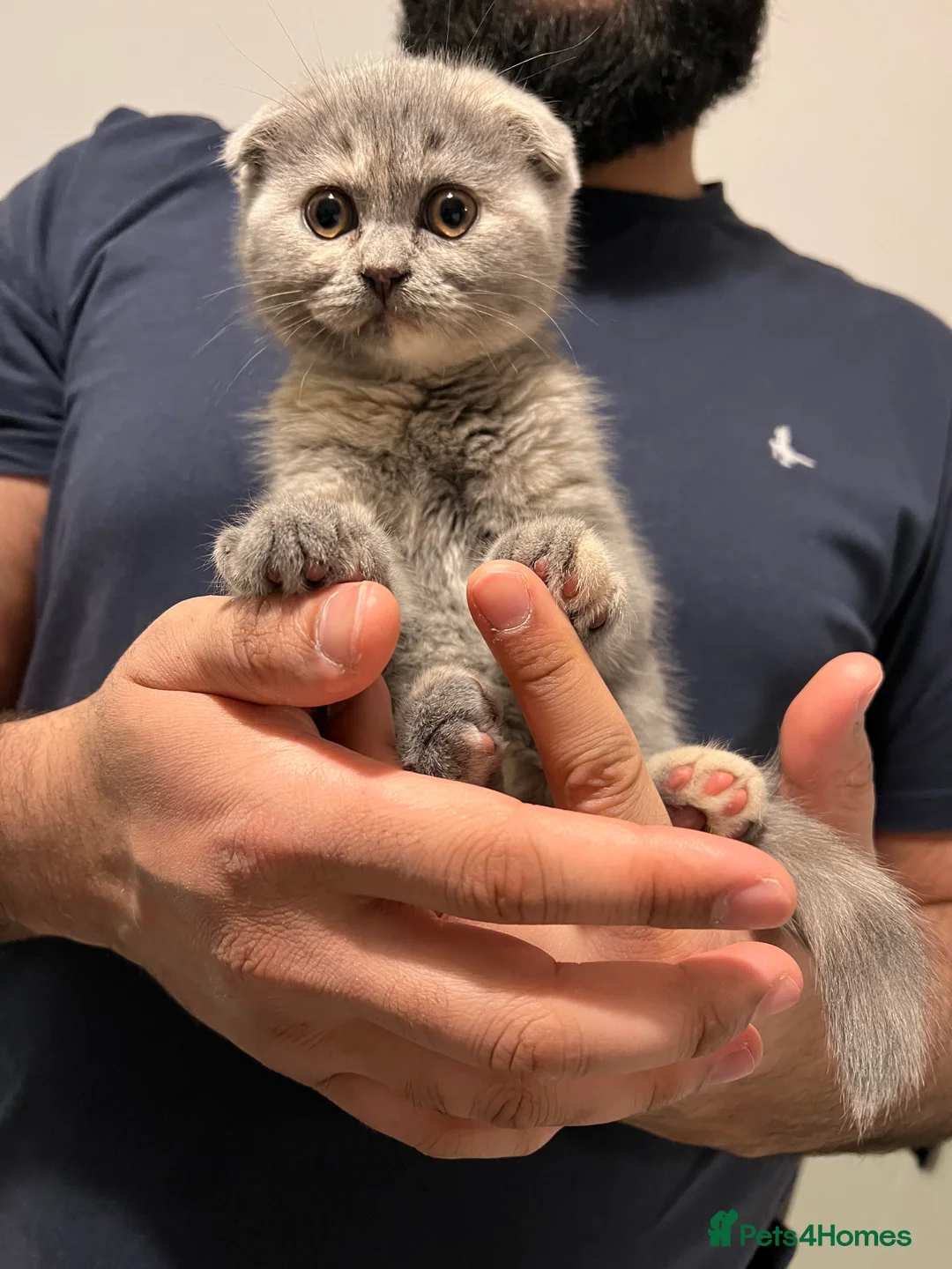 Scottish Fold cats for sale: BSH X SCOTTISH FOLD LAST FEMALE DILUTE CALICO - Advert 6