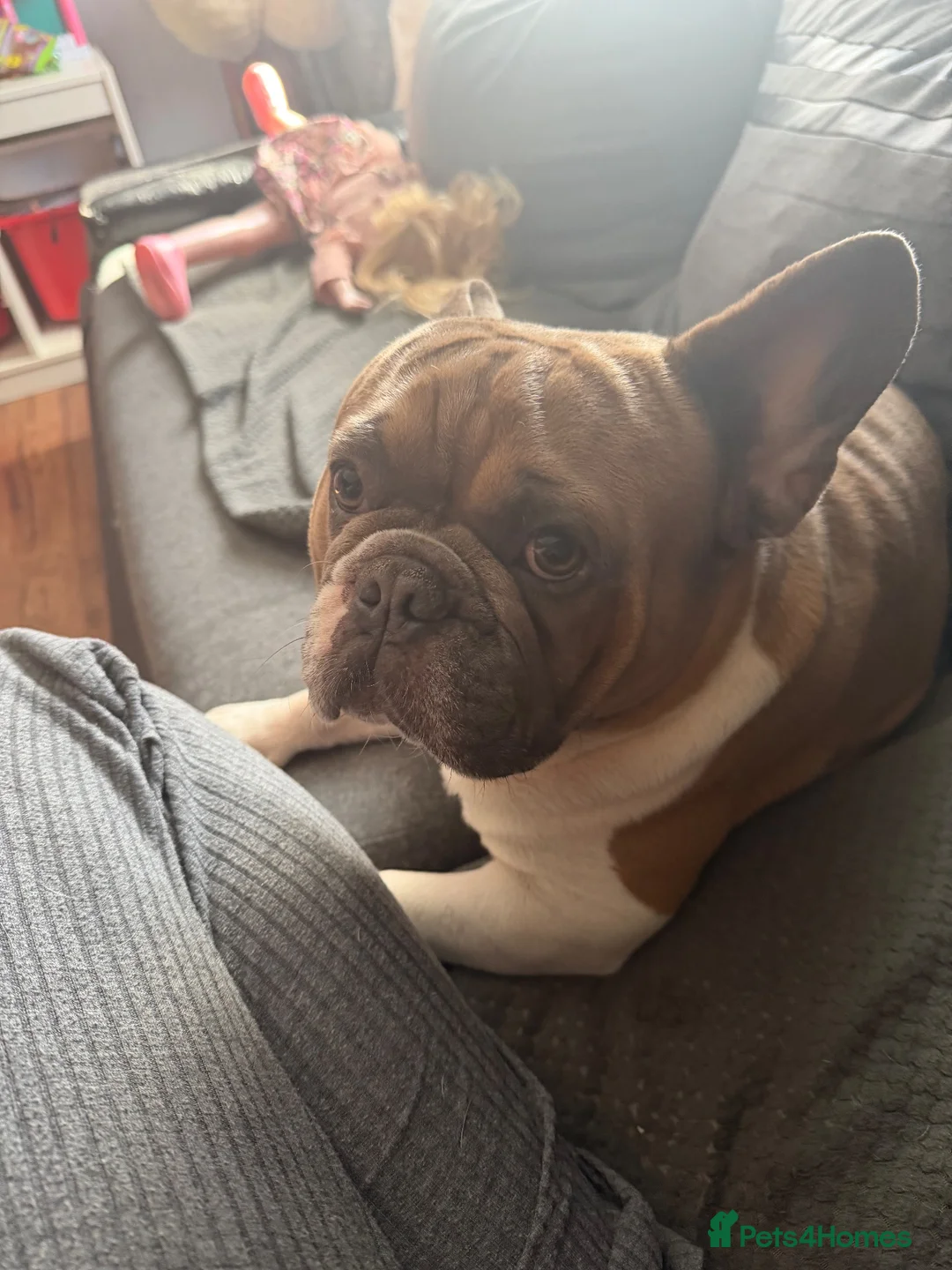 French Bulldog dogs for sale: French bulldog for sale. in King's Lynn - Advert 2
