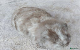 Mini Lop rabbits for sale: ☆ Gorgeous Mini Lop Babies ☆ - Image 3