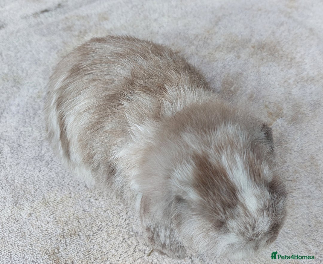 Mini Lop rabbits for sale: ☆ Gorgeous Mini Lop Babies ☆ - Image 3
