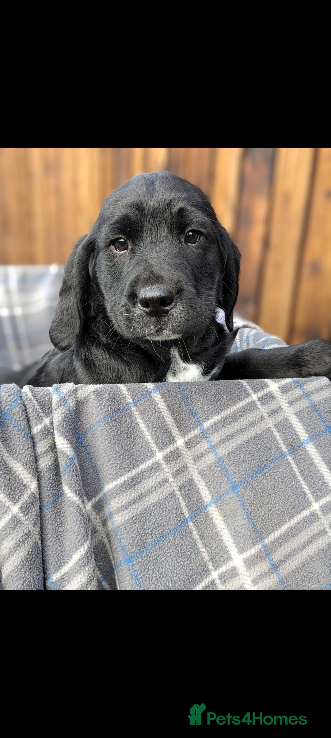 Springador dogs for sale: Stunning springador puppies  - Image 5