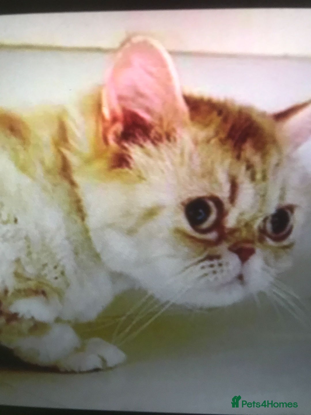 Mixed Breed cats for adoption: COCO - UNUSUAL EXOTIC MIX PERSIAN SPAYED GIRL - Advert 2