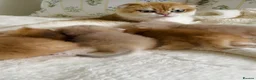 Scottish Fold cats for sale: **RARE & EXCLUSIVE SCOTTISH FOLD BABIES - Advert 2