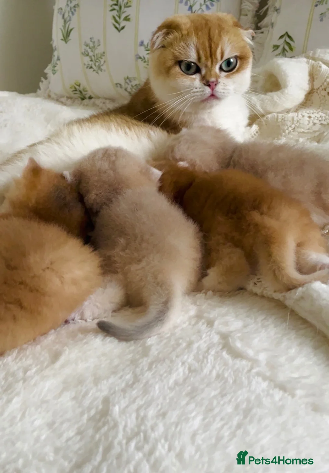 Scottish Fold cats for sale: **RARE & EXCLUSIVE SCOTTISH FOLD BABIES - Advert 2