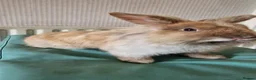 Mini Lop rabbits for sale:  2 Mini lop bunnies in Walsall - Advert 2