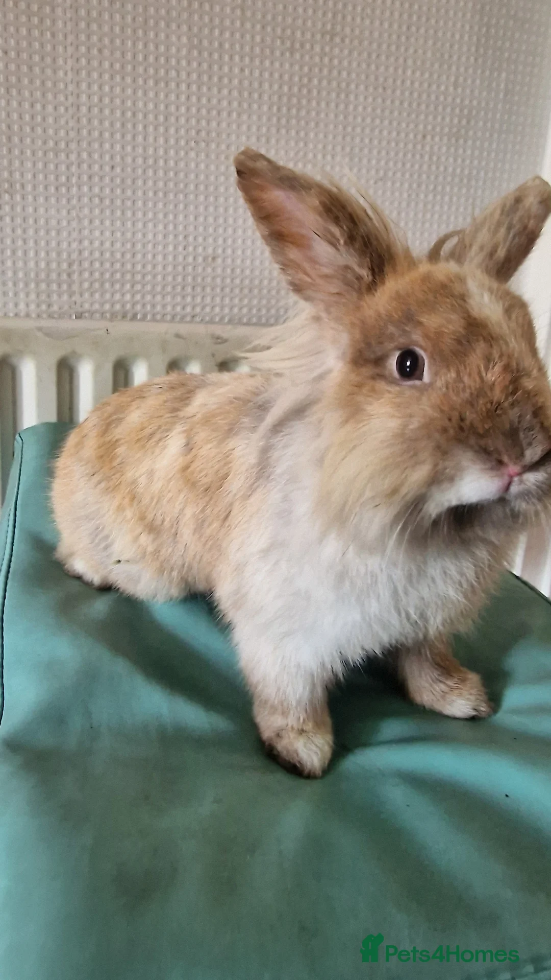 Mini Lop rabbits for sale:  2 Mini lop bunnies in Walsall - Advert 2
