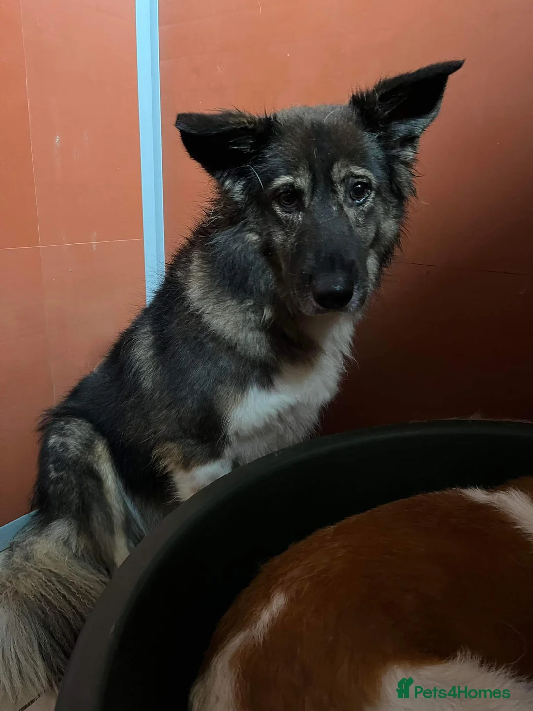 Mixed Breed dogs for adoption: Meet Dixie and Kiara, currently in Cheshire in Barry - Advert 12