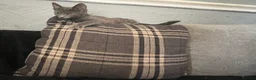 Mixed Breed cats for sale: Beautiful kittens for sale  - Advert 17